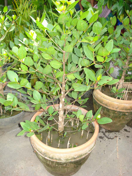 Sonneratia sp. pot plant